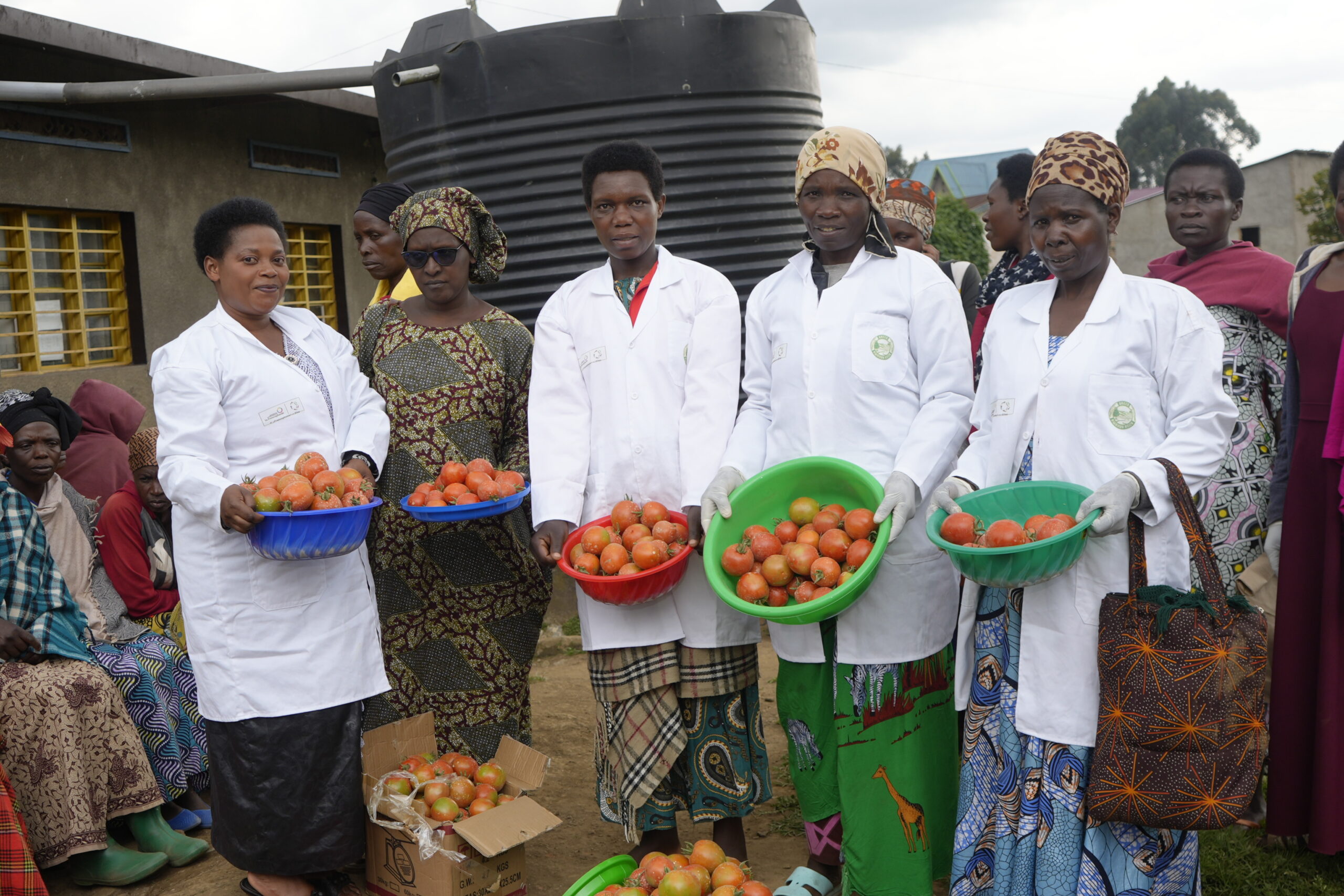 Mukamira : première récolte de tomates du projet AFeHo, une étape clé pour l’horticulture résiliente